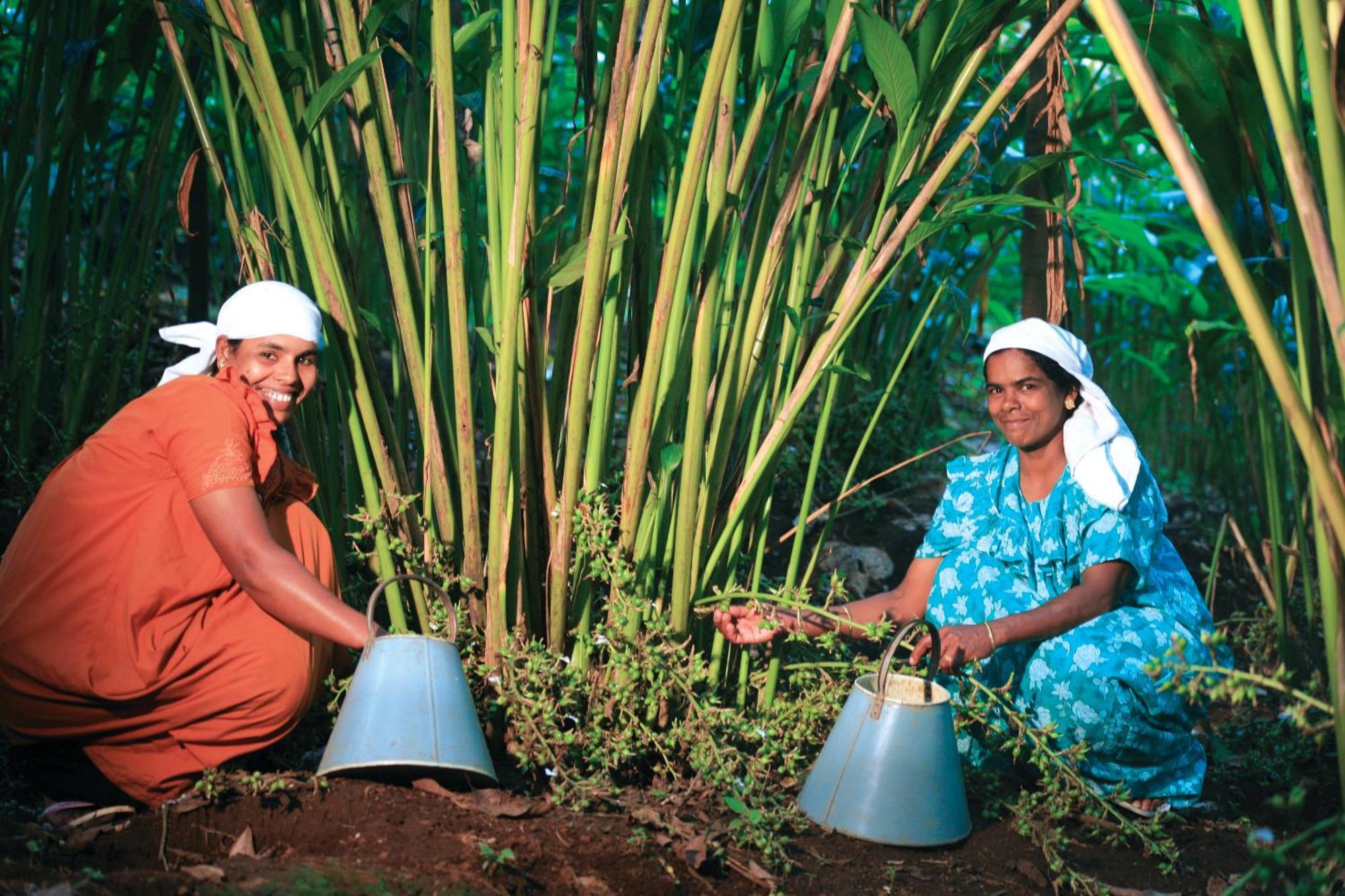 Homestay Reen Aanavilasam Plantation Thekkady