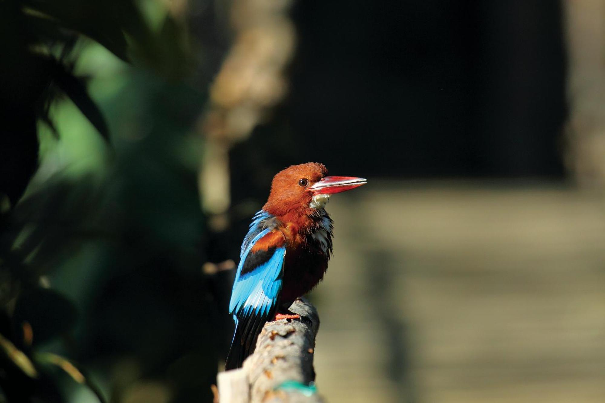 Reen Aanavilasam Plantation Thekkady