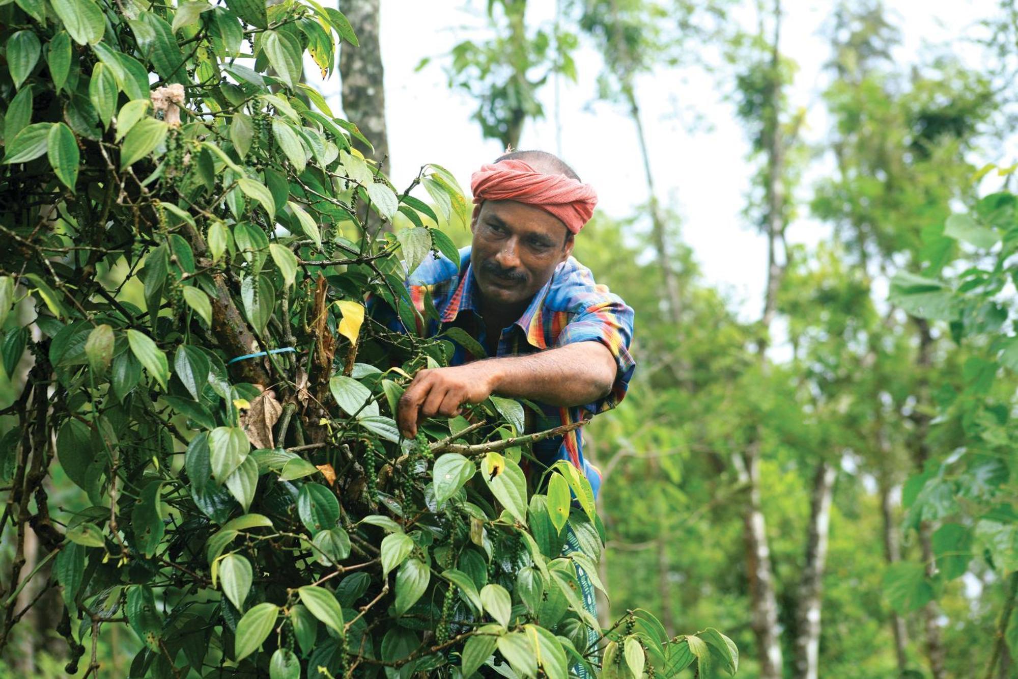 Reen Aanavilasam Plantation *