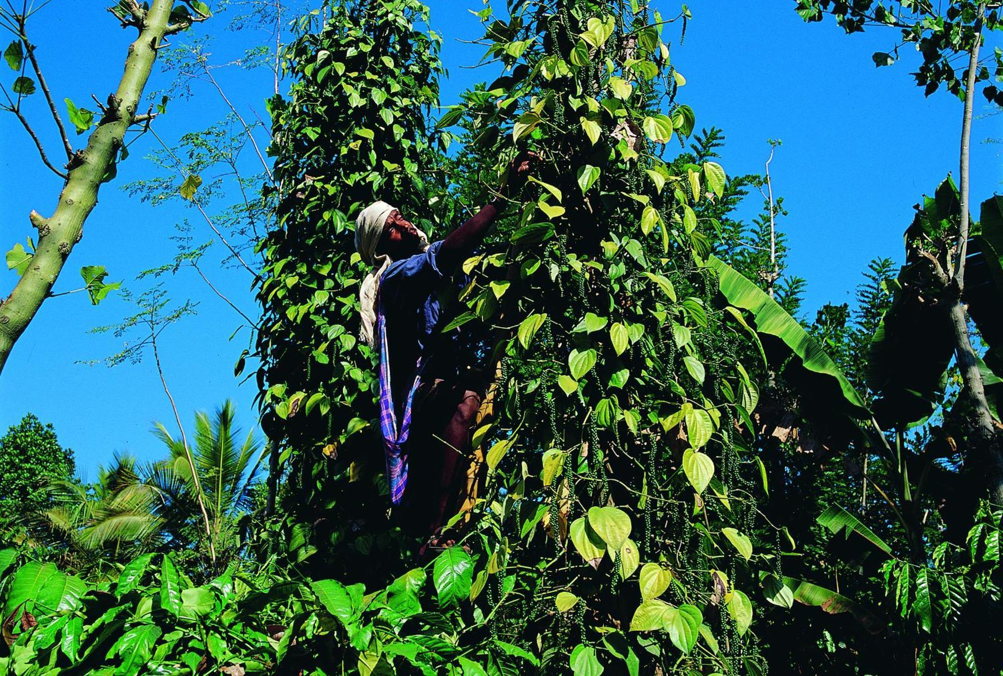 Reen Aanavilasam Plantation Homestay *