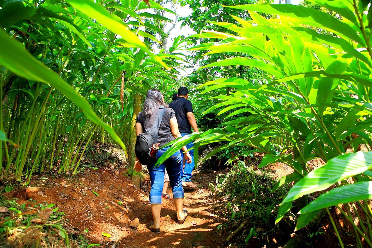 Reen Aanavilasam Plantation Thekkady