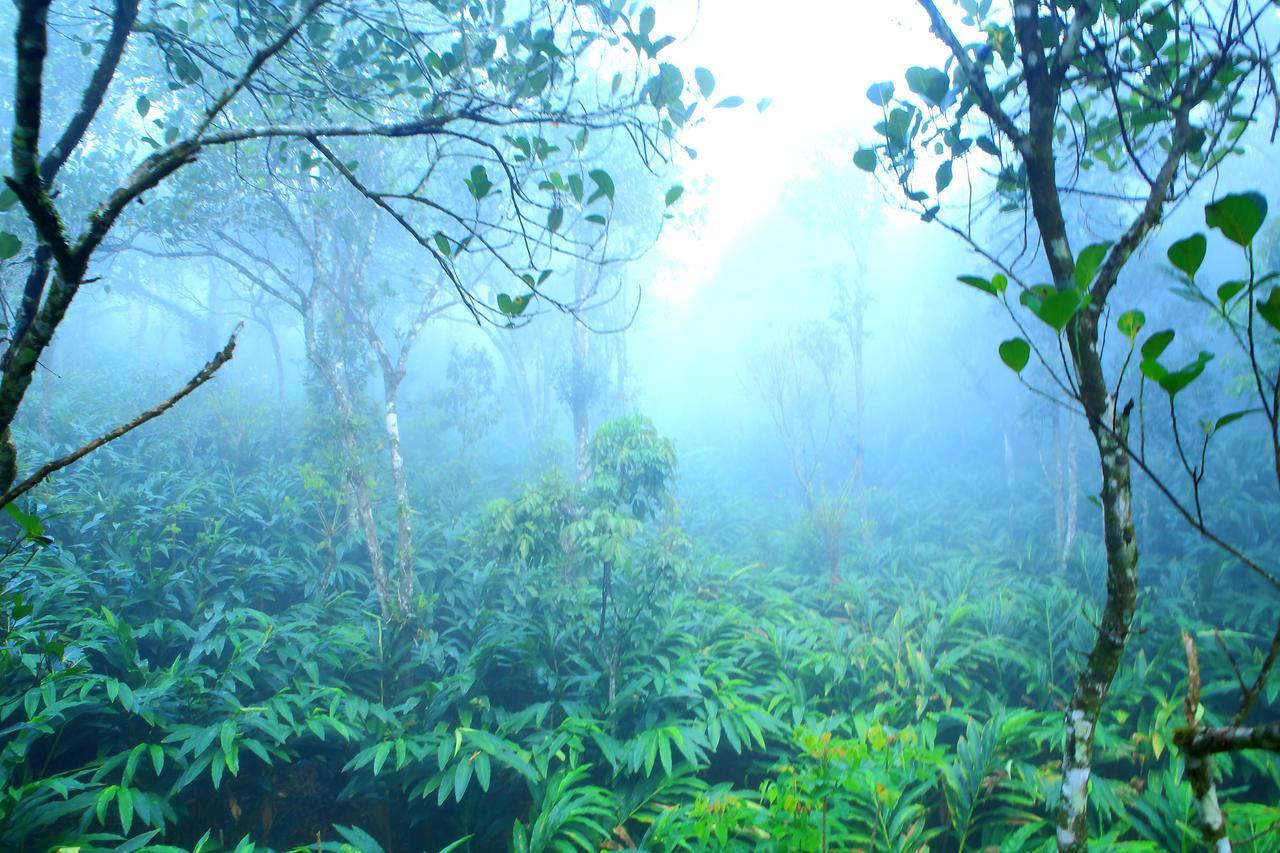 Reen Aanavilasam Plantation